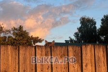 выкса.рф, Котенок на закате