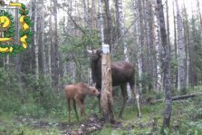 выкса.рф, 🦌 Семья сохатых попала в объектив фотоловушки в лесах Выксы