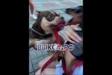 выкса.рф, 🐕 Инцидент на Аллее молодёжи: собака укусила девушку