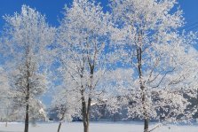 выкса.рф, Прекрасный зимний день, мороз укутал все деревья