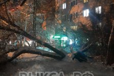 выкса.рф, В микрорайоне Гоголя упало дерево